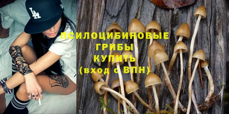 Псилоцибиновые грибы Cubensis  Тетюши 